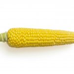 옥수수 시장의 이중고: 수확기 가격 문제와 질병 확산 우려